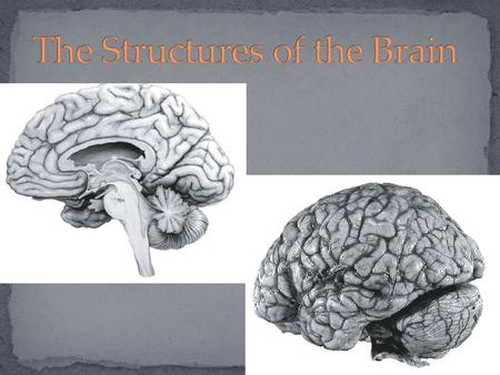 The brain is truly a remarkable organ; in fact, it is the single most complex object in the known universe. It consists of nerve cells (neurons) as well.