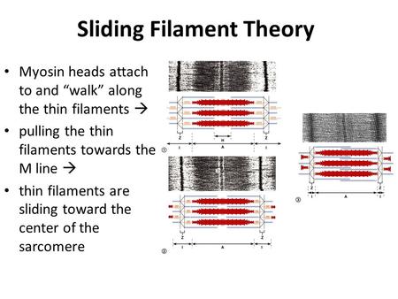 Sliding Filament Theory