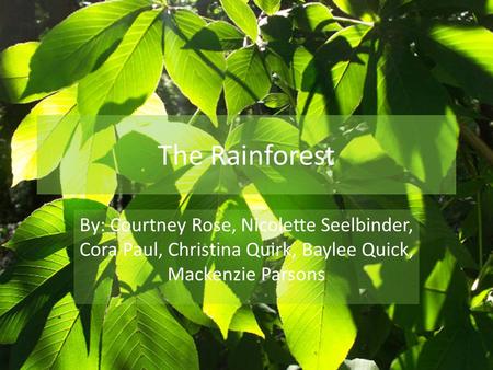 The Rainforest By: Courtney Rose, Nicolette Seelbinder, Cora Paul, Christina Quirk, Baylee Quick, Mackenzie Parsons.