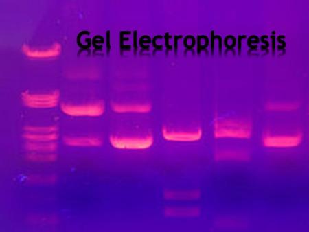 * Technique used to separate samples of DNA, RNA, and protein according to charge and/or size * Smaller molecules move farther and faster through the.