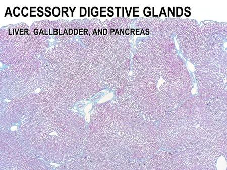 ACCESSORY DIGESTIVE GLANDS