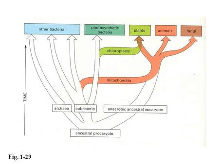 Fig. 1-29. Pg. 25 Inherited Disorders “Sporadic” Cancers Aging Lysosomal Storage diseases I-Cell Disease Cystic Fibrosis Cholera “Sporadic” Cancers Aging.