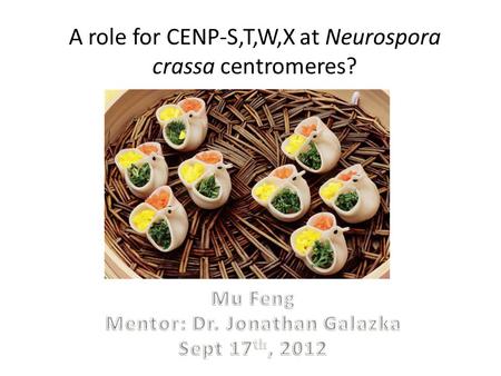 A role for CENP-S,T,W,X at Neurospora crassa centromeres?