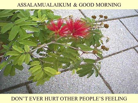 ASSALAMUALAIKUM & GOOD MORNING