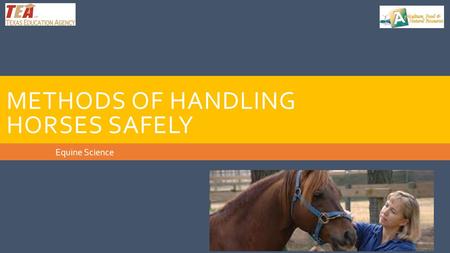 Methods of Handling Horses Safely