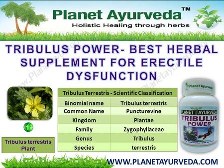 TRIBULUS POWER- BEST HERBAL SUPPLEMENT FOR ERECTILE DYSFUNCTION