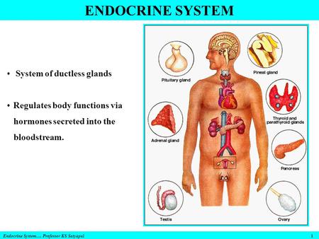 ENDOCRINE SYSTEM Endocrine System…. Professor KS Satyapal 1 System of ductless glands Regulates body functions via hormones secreted into the bloodstream.