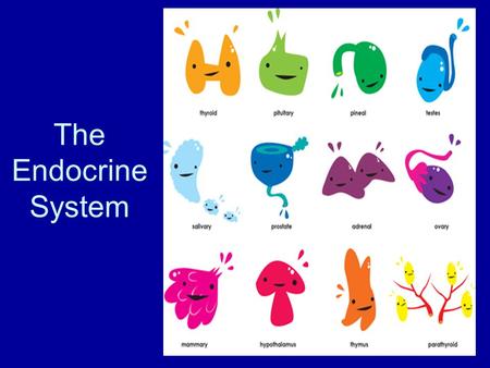 The Endocrine System.