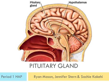 PITUITARY GLAND Period 1 HAPRyan Mason, Jennifer Stern & Sachie Kakehi.