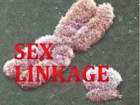 Sex Linkage.