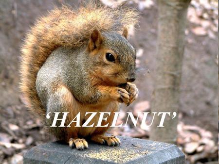 ‘HAZELNUT’. Why hazelnut? Important source of a large number of family farms Makes up 71% of world product 20% of total agricultural exports In 1950’s,