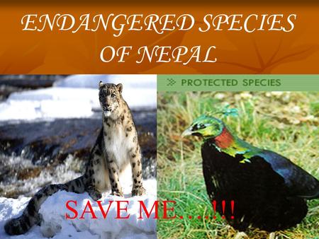 ENDANGERED SPECIES OF NEPAL