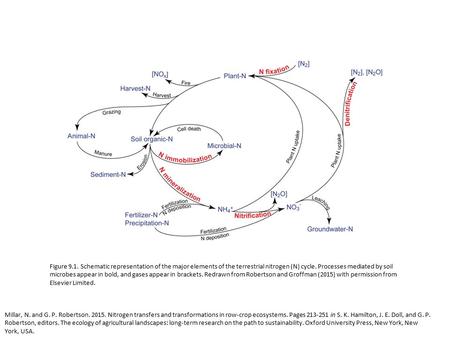 Millar, N. and G. P. Robertson. 2015. Nitrogen transfers and transformations in row-crop ecosystems. Pages 213-251 in S. K. Hamilton, J. E. Doll, and G.