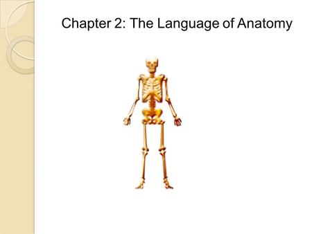 Chapter 2: The Language of Anatomy