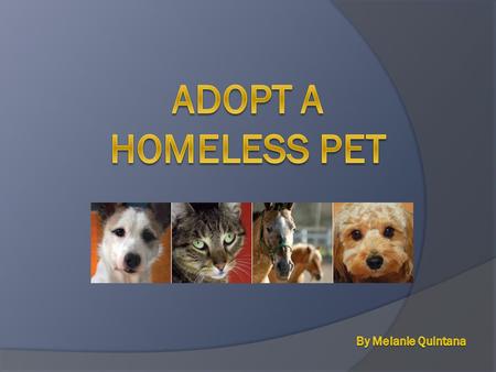 Why ?  It will save an animal's life 30-60% of pets entering a shelter will be euthanized 25% of pet dogs put to sleep in animal shelters are purebred.