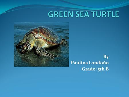 By Paulina Londoño Grade: 5th B. SCIENTIFIC NAME: Chelonian DIET: They are herbivores. BEHAVIOR: -After hatchlings reach the water they generally remain.