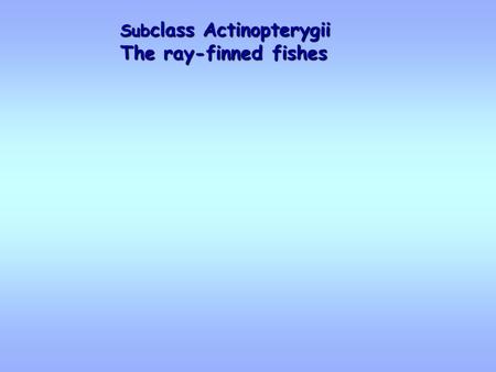 Sub class Actinopterygii The ray-finned fishes. Other Orders - Tetraodontiformes – Pufferfish, burrfish and porcupinefish - mostly marine, but a few freshwater.