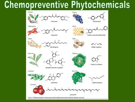 DNA pol a Cyclins E,A B-Myb Estrogen Receptor.