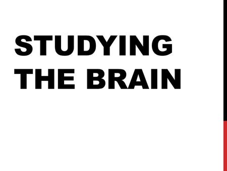 Studying The Brain.