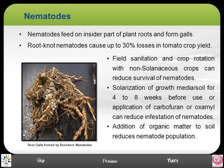 Root Galls formed by Root-knot Nematodes