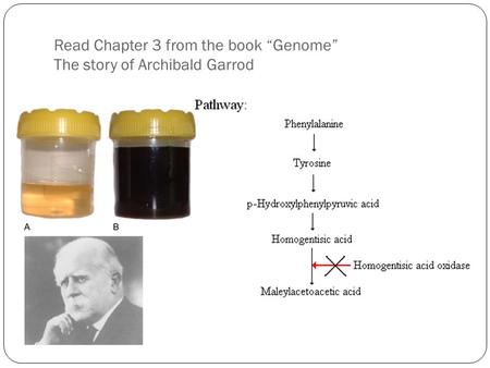 Read Chapter 3 from the book “Genome” The story of Archibald Garrod.