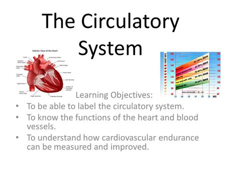 The Circulatory System