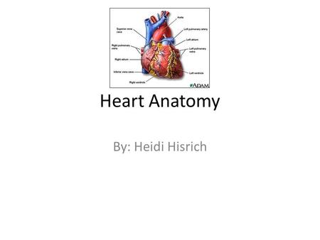 Heart Anatomy By: Heidi Hisrich.