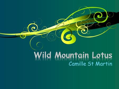 Camille St Martin. Business Overview o Body Mind and Spirit Resort o Retreats in o Dance o Movement arts o Yoga o Healing o Outdoor adventure o Spa services.