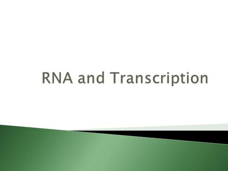  ribose  Adenine  Uracil  Adenine  Single.