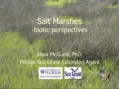 Salt Marshes -biotic perspectives