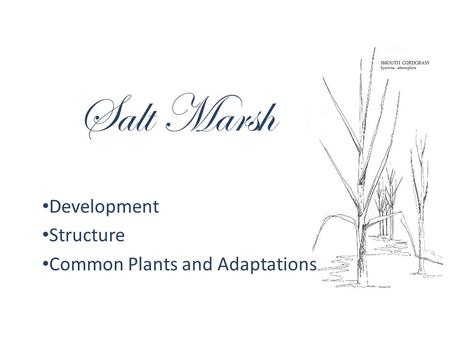 Development Structure Common Plants and Adaptations