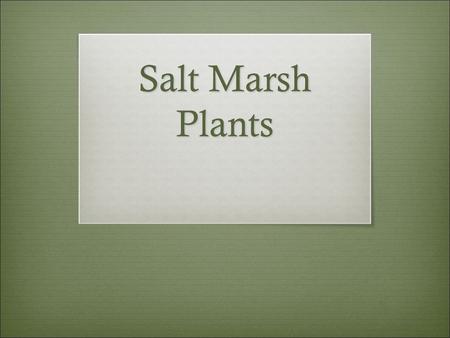 01/16/13 Salt Marsh Plants.