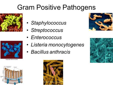 Gram Positive Pathogens