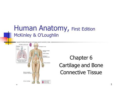 1 Human Anatomy, First Edition McKinley & O'Loughlin Chapter 6 Cartilage and Bone Connective Tissue.