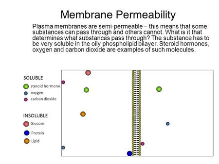 Membrane Permeability Plasma membranes are semi-permeable – this means that some substances can pass through and others cannot. What is it that determines.