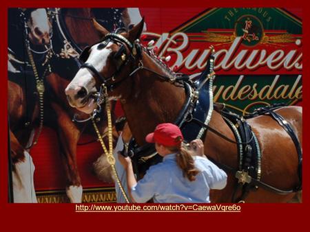 Budweiser Factory Improving the Process Jennifer Kakacek Nikole Ellison Jessica Wood.