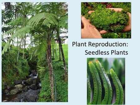 Plant Reproduction: Seedless Plants. Review: What are the different types of plant reproduction? Sexual reproduction – Are these cells haploid or diploid?