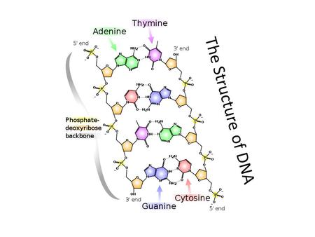 The Structure of DNA. Learning Objectives: Target E/D: To learn the basic structure and components of DNA Target D/C: To understand how small component.