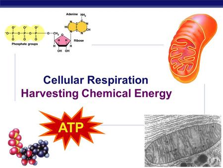 Regents Biology 2009-2010 Cellular Respiration Harvesting Chemical Energy ATP.