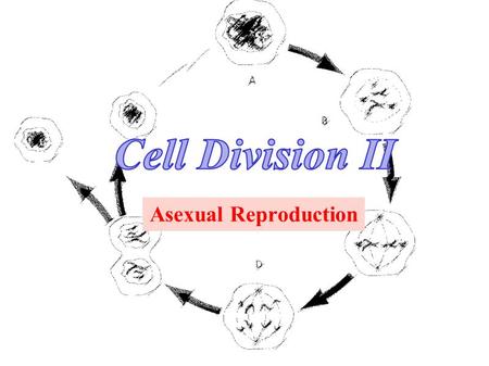 Asexual Reproduction. S1-1-01 Illustrate and explain the process of mitotic cell division in plants and animals. Vocabulary & People InterphaseMitosisIPMAT.