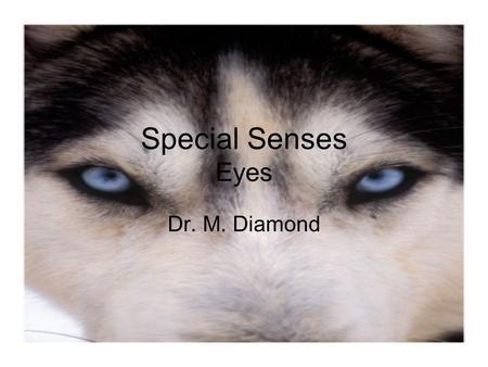 Special Senses Eyes Dr. M. Diamond.