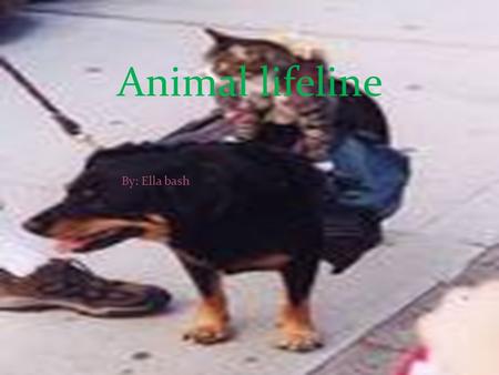 By: Ella and Maddy Animal lifeline By: Ella bash.