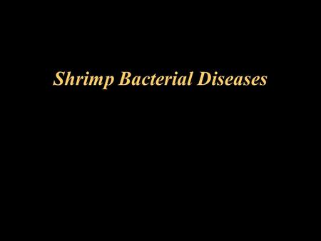 Shrimp Bacterial Diseases