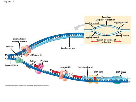 Fig. 16-17 Overview Origin of replication Leading strand Lagging strand Overall directions of replication Leading strand Lagging strand Helicase Parental.