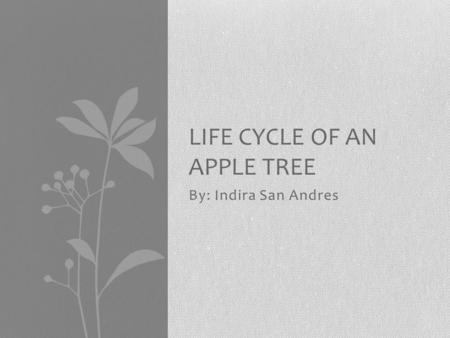 By: Indira San Andres LIFE CYCLE OF AN APPLE TREE.