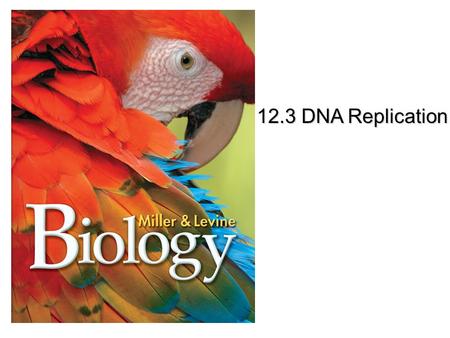 12.3 DNA Replication.