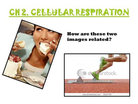 CH 2. CELLULAR RESPIRATION