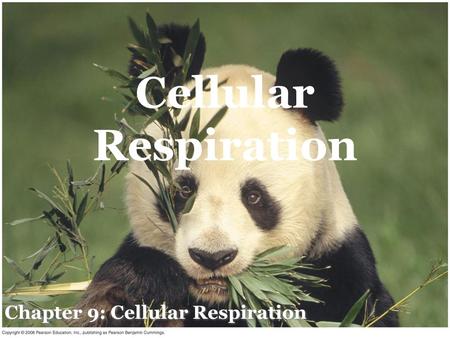 Chapter 9: Cellular Respiration