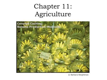 Chapter 11: Agriculture Concept Caching: Banana Production-Malaysia