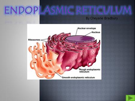 By Cheyane Bradbury. Where is your Organelle made up of? Where is it situated in the cell? What is it’s function Pictures References.